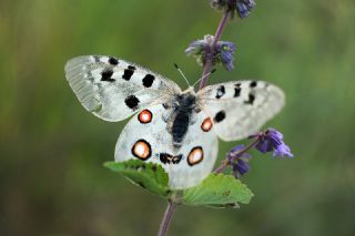 Apollo (Parnassius apollo)