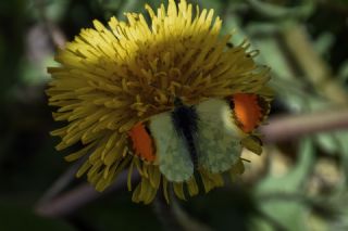 S�sl� Damone&nbsp;(Anthocharis&nbsp;damone)