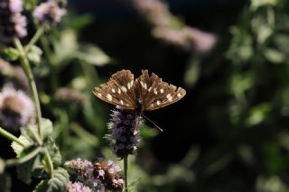 Akdeniz Hanmeli Kelebei (Limenitis reducta)