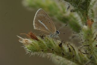 ? Agro Tr (Tanmsz) (Agrodiaetus sp.)