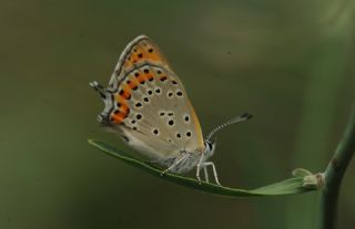 Kk Ate Gzeli (Lycaena thersamon)