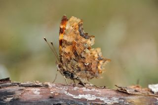 Yrtk Prtk (Polygonia c-album)