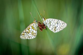 ift Noktal Brentis (Brenthis hecate)