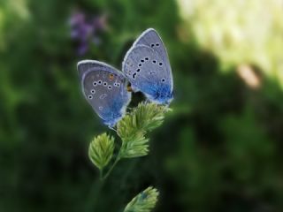 okgzl Gzel Mavi (Polyommatus bellis)