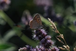 Benekli Bakr Gzeli (Lycaena phlaeas)