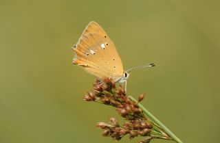 Orman Bakr Gzeli (Lycaena virgaureae)