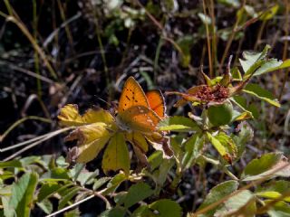 Orman Bakr Gzeli (Lycaena virgaureae)