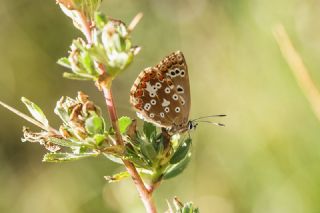 okgzl Balkan Mavisi (Aricia anteros )