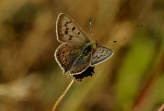 sli Bakr Gzeli (Lycaena tityrus)