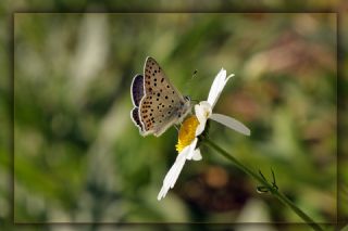 sli Bakr Gzeli (Lycaena tityrus)