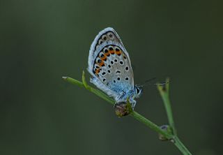 Gm Lekeli Esmergz (Plebejus argus)