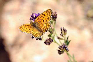 Benekli Byk parhan (Melitaea phoebe)