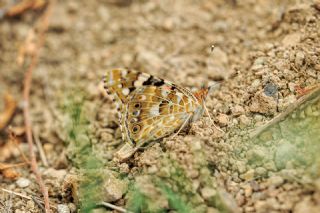 Diken Kelebei (Vanessa cardui)