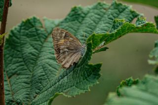 Kaya Esmeri (Kirinia clymene)