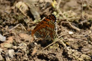 �parhan&nbsp;(Melitaea&nbsp;cinxia)
