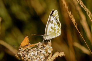 Yeni Beneklimelek (Pontia edusa)