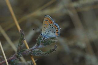 K���k Ate� G�zeli&nbsp;(Lycaena&nbsp;thersamon)