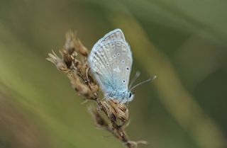 okgzl Dafnis (Polyommatus daphnis)