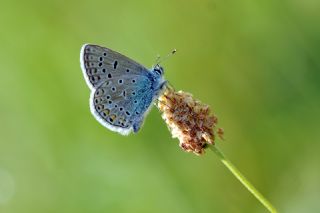 �okg�zl� Mavi&nbsp;(Polyommatus&nbsp;icarus)
