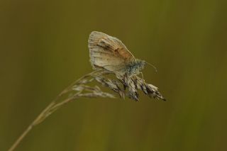 Kk Zpzp Perisi (Coenonympha pamphilus)