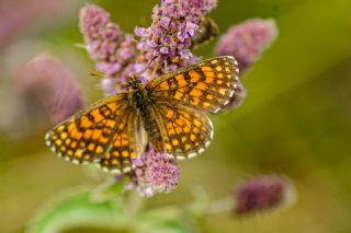 Amannisa (Melitaea athalia)