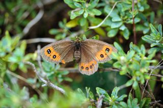 sko Gzelesmeri (Erebia aethiops)