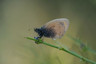 Kk Zpzp Perisi (Coenonympha pamphilus)