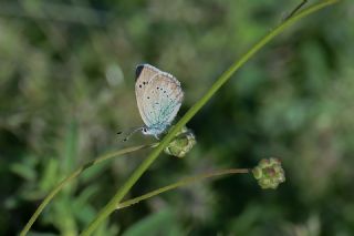 �okg�zl� Rus Mavisi&nbsp;(Polyommatus&nbsp;coelestina)