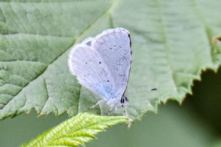 Kutsal Mavi (Celastrina argiolus)