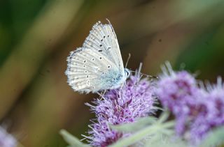 okgzl Dafnis (Polyommatus daphnis)