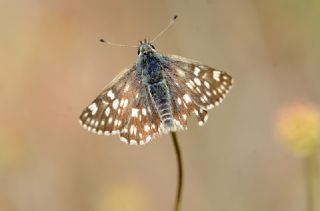Mozaik Zpzp (Muschampia tessellum)