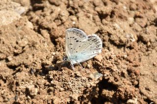 okgzl Edon Mavisi (Polyommatus aedon)