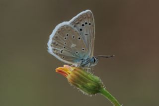 okgzl Dafnis (Polyommatus daphnis)