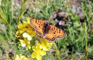 Gzel parhan (Melitaea trivia)