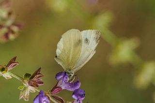 Yalanc Beyazmelek (Pieris pseudorapae)