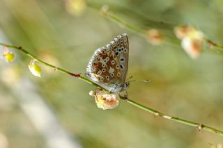 okgzl Yalanc illi Mavi (Polyommatus corydonius)