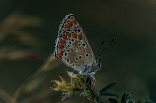 okgzl Esmer (Aricia agestis)