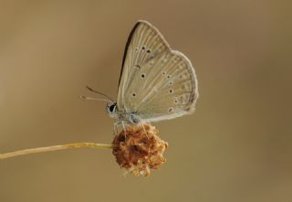 Anormal okgzl (Polyommatus admetus)