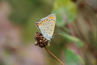 Kk Ate Gzeli (Lycaena thersamon)