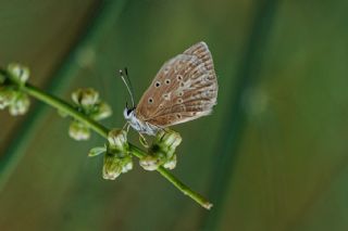 okgzl Dafnis (Polyommatus daphnis)