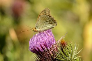 Bahadr (Argynnis pandora)