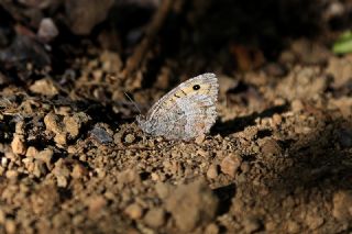 Seyit&nbsp;(Arethusana&nbsp;arethusa)