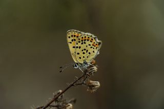 sli Bakr Gzeli (Lycaena tityrus)