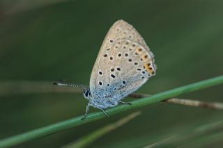 Byk Mor Bakr Gzeli (Lycaena alciphron)