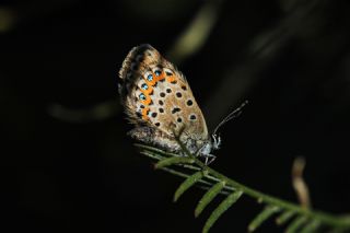 Gm Lekeli Esmergz (Plebejus argus)