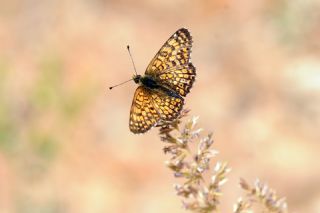 parhan (Melitaea cinxia)