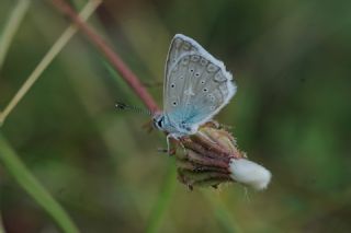 okgzl Dafnis (Polyommatus daphnis)