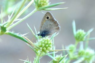 Esmerperi (Hyponephele lupina)