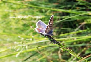 okgzl Eros (Polyommatus eros)