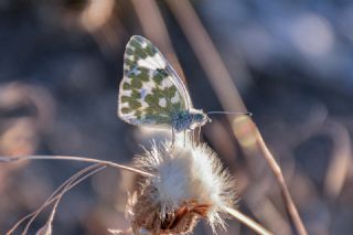 Yeni Beneklimelek (Pontia edusa)